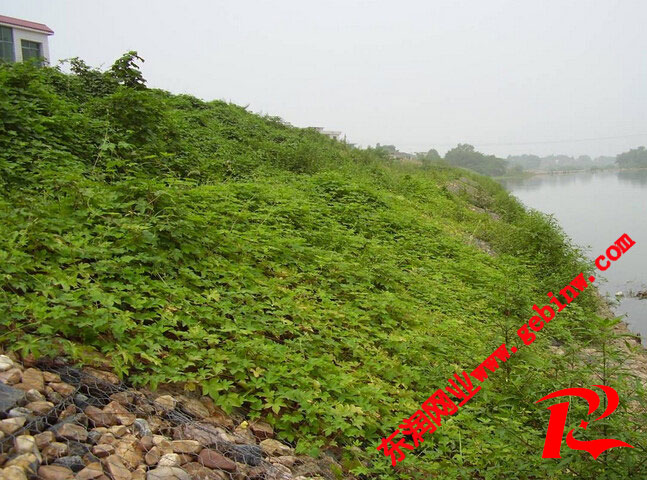 河道护坡格宾网应用图片