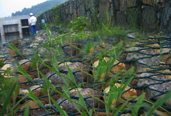 河道石笼网生态实例图